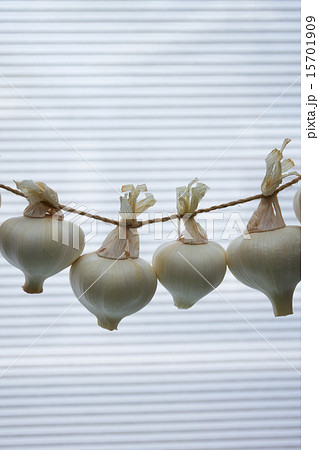 初夏の収穫　新にんにく 15701909