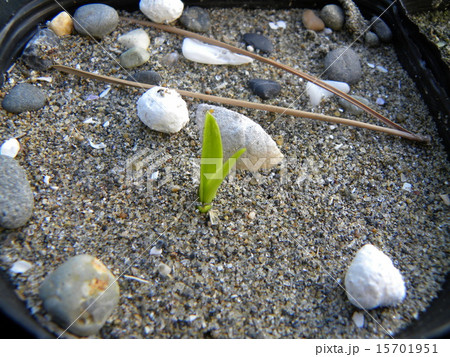 やっと芽を出したハマユウの芽 15701951