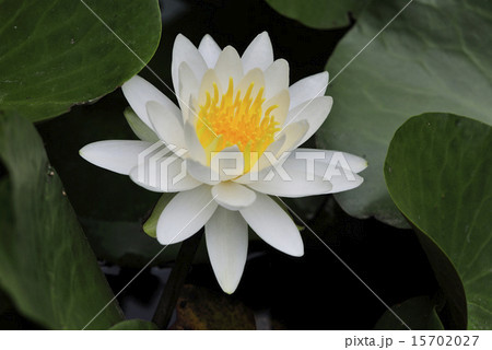 優雅に咲き誇る睡蓮の花 優雅に咲き誇る睡蓮の花 15702027