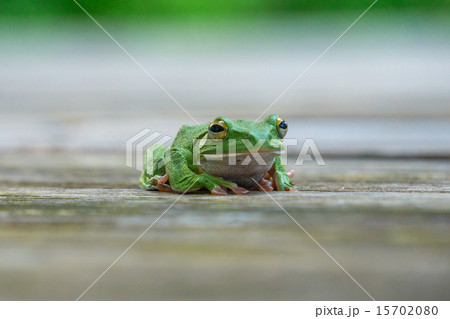 良い面構えのカエル 良い面構えのカエル 15702080