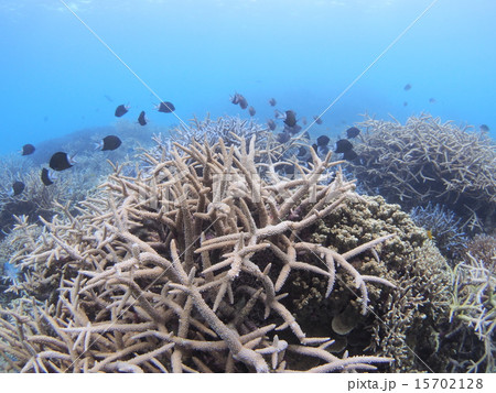 沖縄 西表島の枝サンゴのサンゴ礁と白黒のスズメダイの群れの写真素材