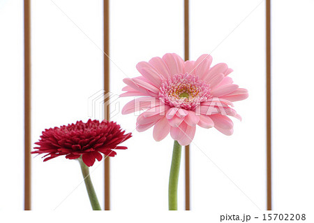 障子とガーベラ 15702208