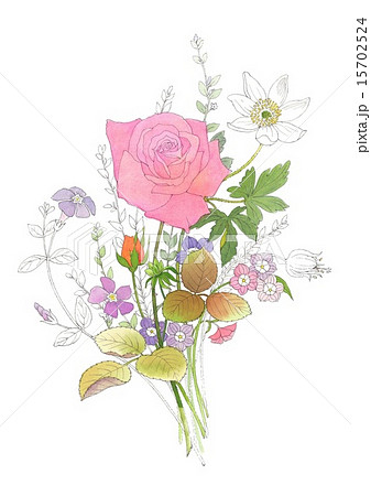 白地に一輪の赤い薔薇で図鑑絵風の挿し絵向きのイラスト素材