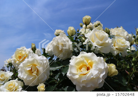 バラの花 15702648