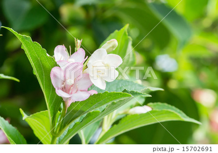 二色空木(ニシキウツギ) 二色空木(ニシキウツギ) 15702691