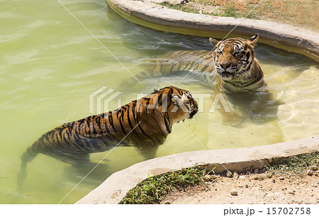tiger in the wild in Africa tiger in the wild in Africa 15702758