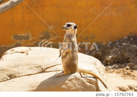 meerkats in the wild africa eyes face 15702763