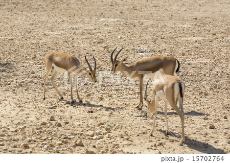 Young antelope on desert background horns impala Young antelope on desert background horns impala 15702764
