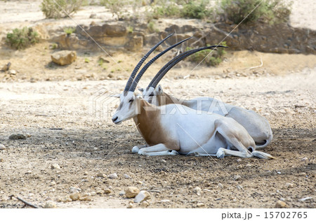 Young antelope on desert background horns impala Young antelope on desert background horns impala 15702765