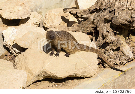 mongoose in the wild national nature nobody mongoose in the wild national nature nobody 15702766
