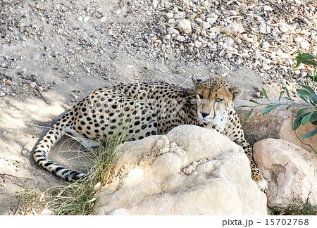 cheetah in the wild africa arnivore, cat cheetah in the wild africa arnivore, cat 15702768