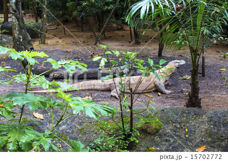 Varanus in the wild jungle monitor nature 15702772
