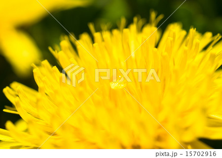 水滴の乗ったタンポポ 15702916