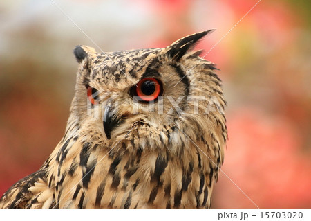 ファラオワシミミズク ファラオワシミミズク 15703020