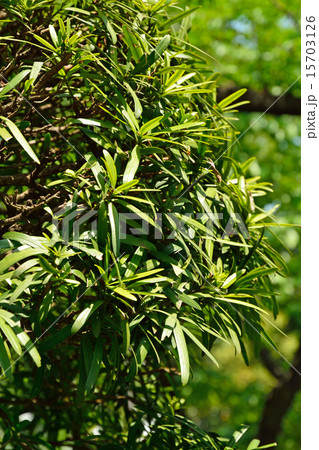 樹木：ラカンマキ　マキ科 15703126