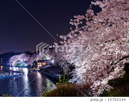 千鳥ヶ淵夜桜 千鳥ヶ淵夜桜 15703144
