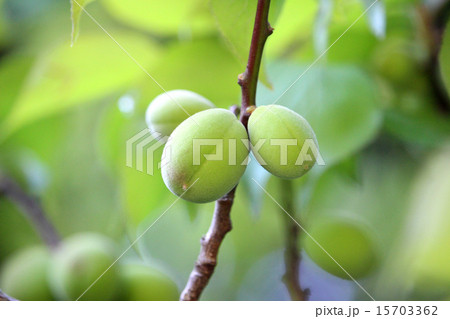 若い梅 若い梅 【公式通販】