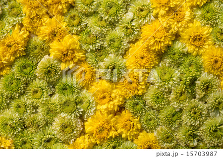 Colorful design pattern of flower texture and background Colorful design pattern of flower texture and background 15703987