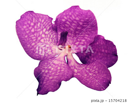 Blooming Orchid Vanda coerulea 15704218