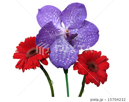 Flowers gerbera and orchid Vanda coerulea 15704232