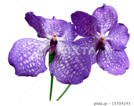 Blooming Orchid Vanda coerulea 15704245