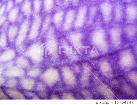 Petal Orchid Vanda coerulea 15704247