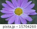 朝の花 15704260