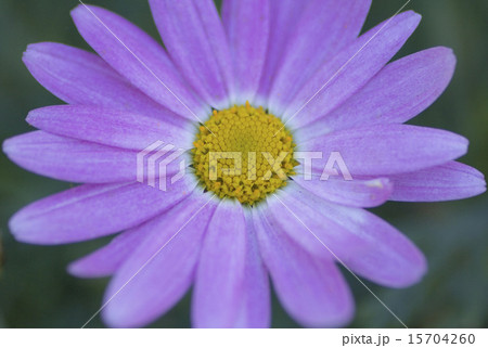 朝の花 15704260
