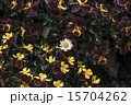 花畑 15704262
