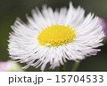 ハルジオン 15704533