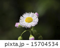 ハルジオン 15704534