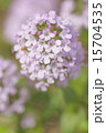 紫の花 15704535