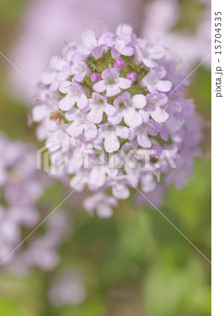 紫の花 15704535