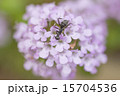 紫の花 15704536