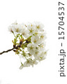 白い桜 15704537