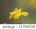 黄色い花 15704538