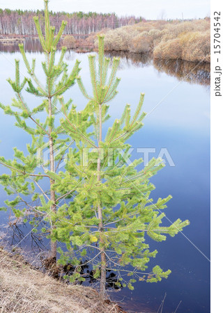 two pine trees on the steep bank of the lake 15704542