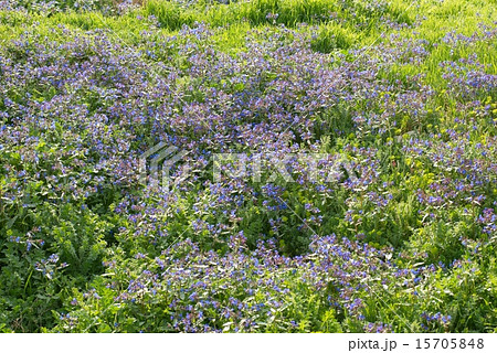 Flowers with green grass 15705848