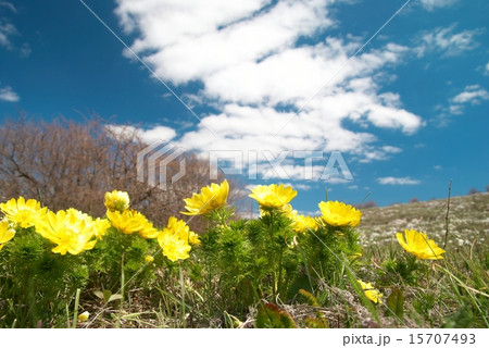 Yellow flowers (Adonis vernalis) Yellow flowers (Adonis vernalis) 15707493