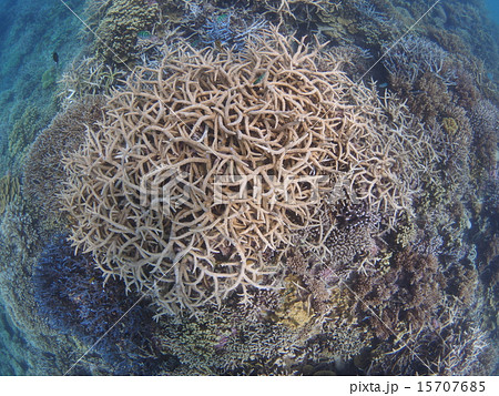 沖縄・西表島の枝サンゴのサンゴ礁 沖縄・西表島の枝サンゴのサンゴ礁 15707685