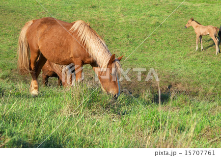 Herd of horses 15707761
