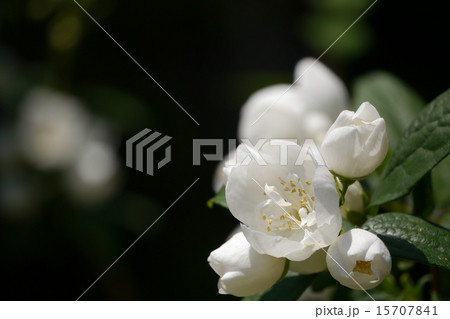 バイカウツギ バイカウツギ 15707841