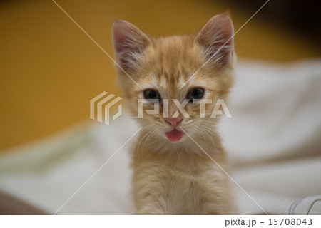 座る子猫 15708043