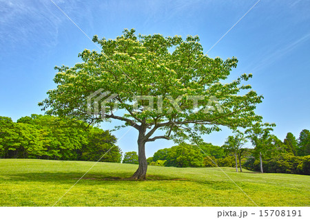 草原の中の大きな一本の大木の写真素材 [15708191] - PIXTA