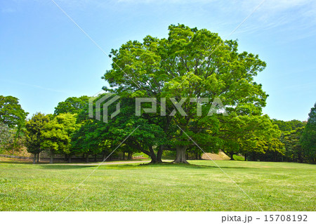 草原の中の大きな一本の大木 草原の中の大きな一本の大木 15708192