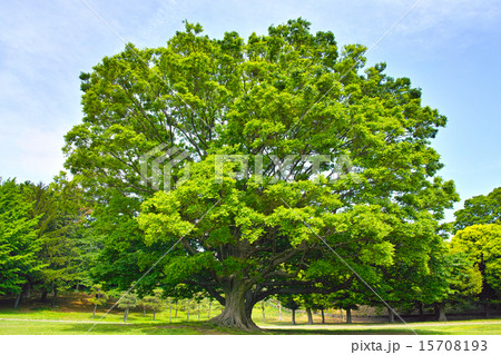 草原の中の大きな一本の大木 草原の中の大きな一本の大木 15708193