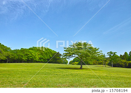 草原と森と青空 草原と森と青空 15708194