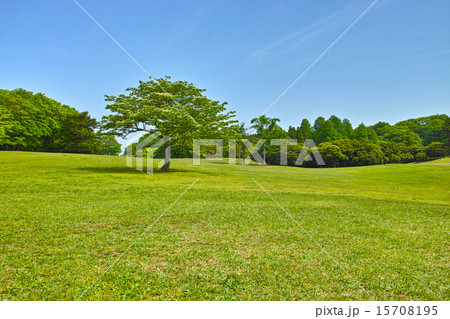 草原と森と青空 草原と森と青空 15708195