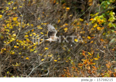 ハイイロチュウヒ 15708215