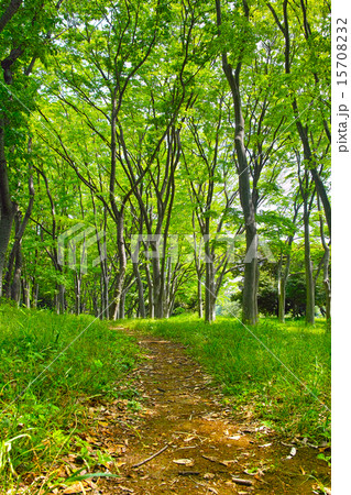 新緑の森と小道 15708232